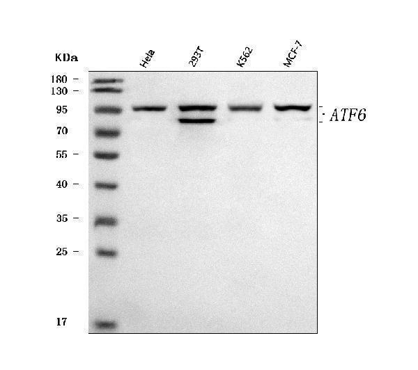  Western blot analysis of ATF6 using anti-ATF6 antibody (A00655-4)