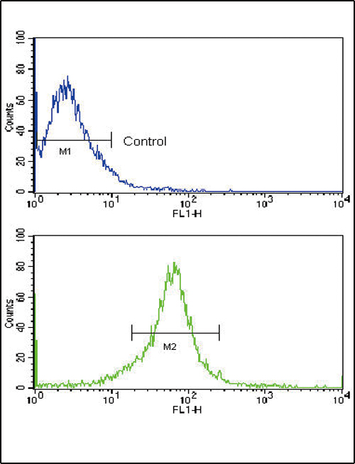 a00656 anti mmp14 antibody n term fc testing 4