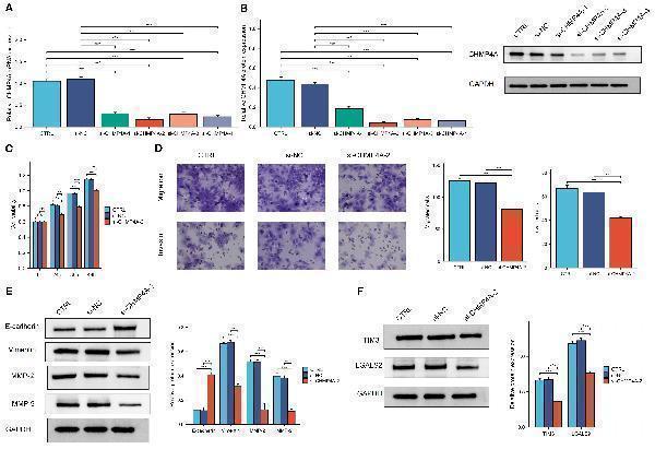 The knockdown of CHMP4A inhibited the proliferation, migration, and invasion of LIHC cells, as well as the TIM-3/Galectin-9 signaling pathway