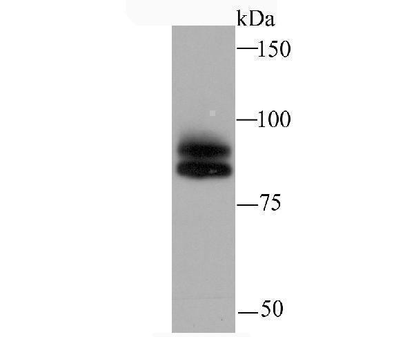 Western blot analysis of Cullin 1 on MCF-7 cell using anti-Cullin 1 antibody at 1/1,000 dilution