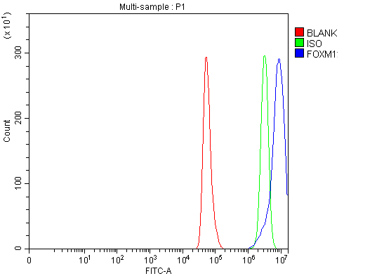  Flow Cytometry analysis of Hela cells using anti-FOXM1 antibody (A00659-3)