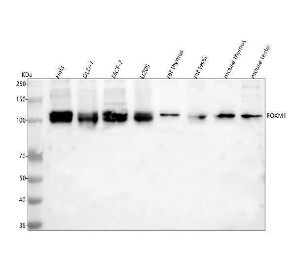  Western blot analysis of FOXM1 using anti-FOXM1 antibody (A00659-3)