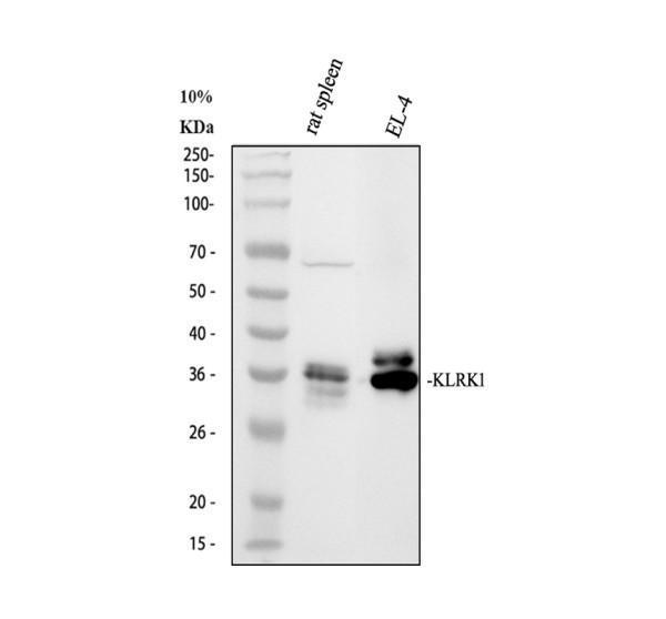 a00661 1 klrk1 primary antibodies wb testing 1