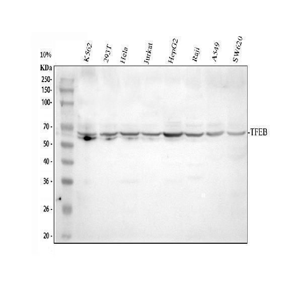a00662 2 tfeb primary antibodies wb testing 1_1