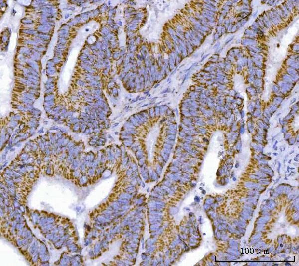 a00662 4 tfeb primary antibodies ihc testing 4