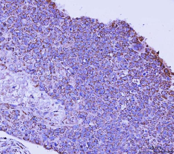 a00662 4 tfeb primary antibodies ihc testing 5
