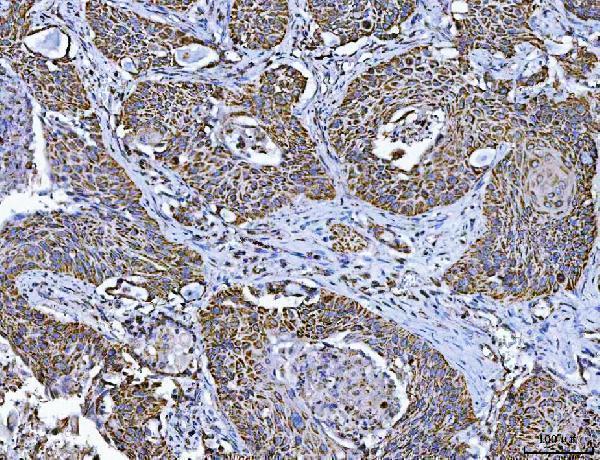 a00662 4 tfeb primary antibodies ihc testing 6
