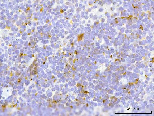 a00662 4 tfeb primary antibodies ihc testing 7