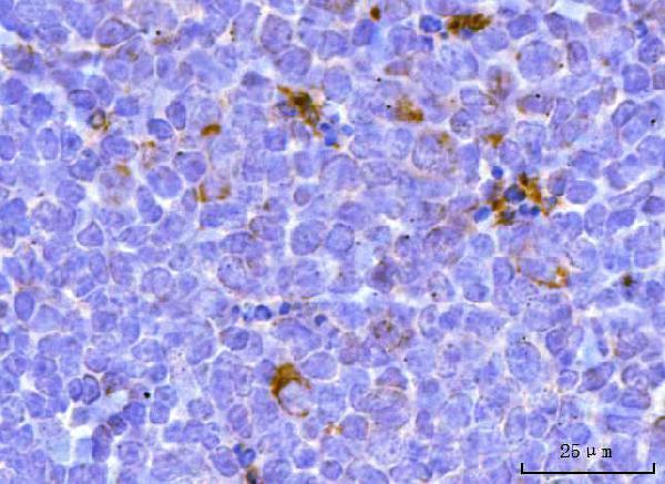 a00662 4 tfeb primary antibodies ihc testing 8