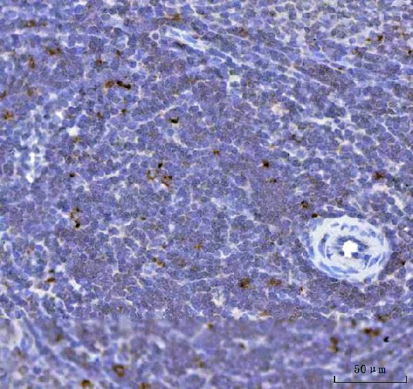 a00662 4 tfeb primary antibodies ihc testing 9