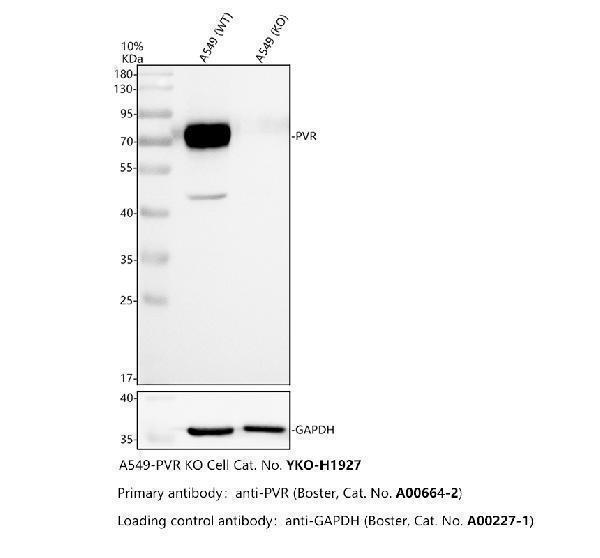 Western blot analysis of CD155/PVR using anti-CD155/PVR antibody (A00664-2)