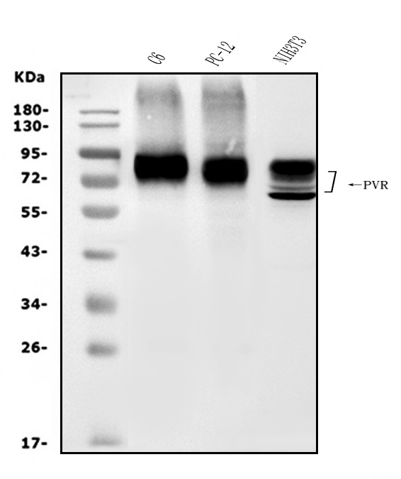  Western blot analysis of Poliovirus Receptor/PVR using anti-Poliovirus Receptor/PVR antibody (A00664-3)