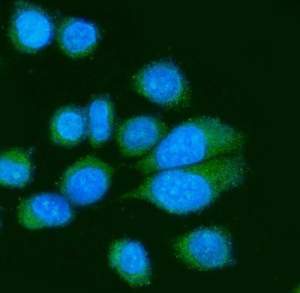  IF analysis of Poliovirus Receptor/PVR using anti-Poliovirus Receptor/PVR antibody (A00664-4)
