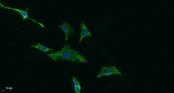 a00664 pvr primary antibodies if testing 1