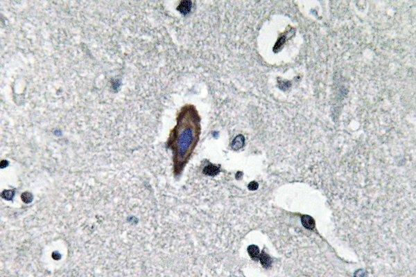 Immunohistochemistry (IHC) analyzes of AQP0 (C144) pAb in paraffin-embedded human brain tissue