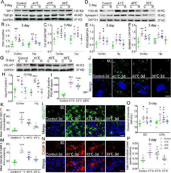 Sub-FS may increase TSP-1/TGF-β1, excitatory synapse and glutamate levels