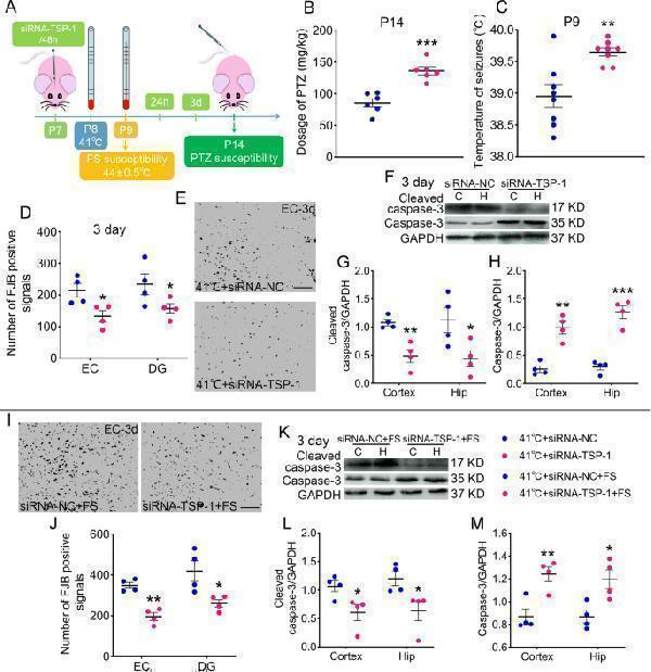 Reduced TSP-1 expression decreases susceptibility and neuronal injury induced by sub-FS stimuli and alleviates neuronal damage induced by subsequent FS stimuli