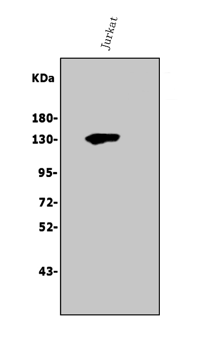 a00667 2 thbs1 primary antibodies wb testing 1