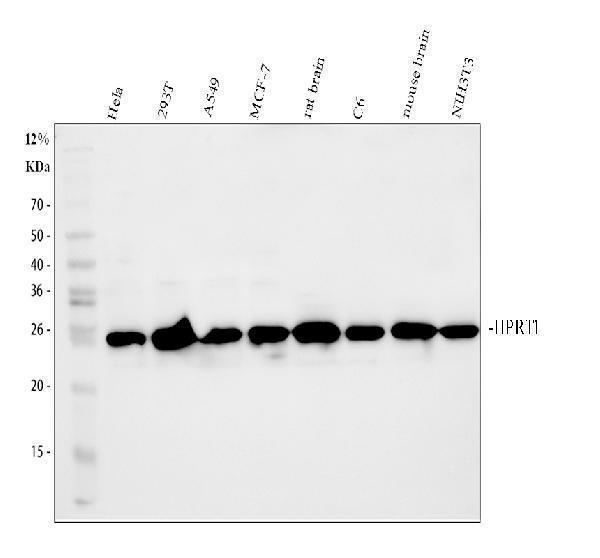 Western blot analysis of HPRT1 using anti-HPRT1 antibody (A00668-1)