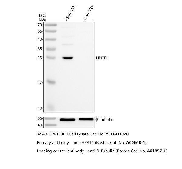 a00668 1 hprt1 primary antibodies wb testing 2