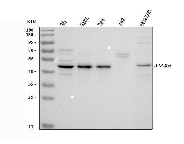  Western blot analysis of PAX5 using anti-PAX5 antibody (A00669-1)