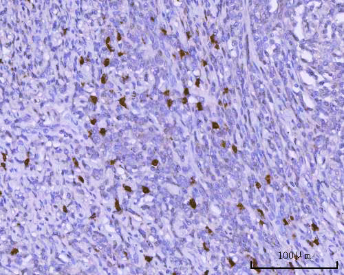  IHC analysis of BSAP/PAX5 using anti-BSAP/PAX5 antibody (A00669-2)