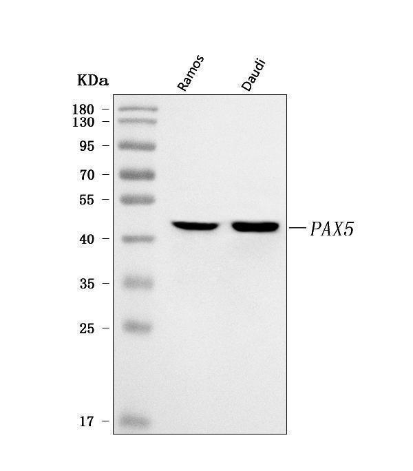  Western blot analysis of BSAP/PAX5 using anti-BSAP/PAX5 antibody (A00669-2)