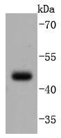Western blot analysis of PAX5 on Daudi cells lysates using anti-PAX5 antibody at 1/1,000 dilution