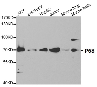 Western blot analysis of p68 RNA Helicase polyclonal antibody