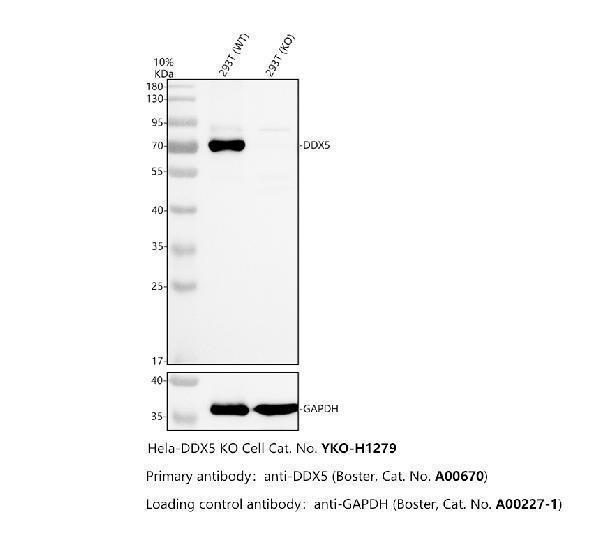 a00670 ddx5 primary antibodies wb testing 2