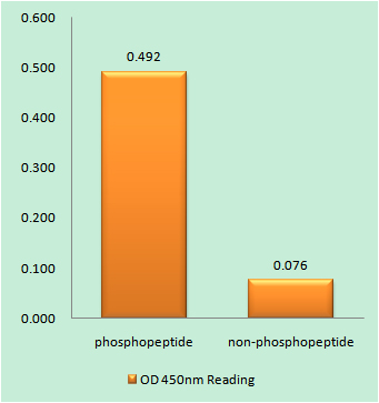 Enzyme-Linked Immunosorbent Assay (Phospho-ELISA) for Immunogen Phosphopeptide (Phospho-left) and Non-Phosphopeptide (Phospho-right), using DDX5/DEAD-box Protein 5 (Phospho-Tyr593) Antibody