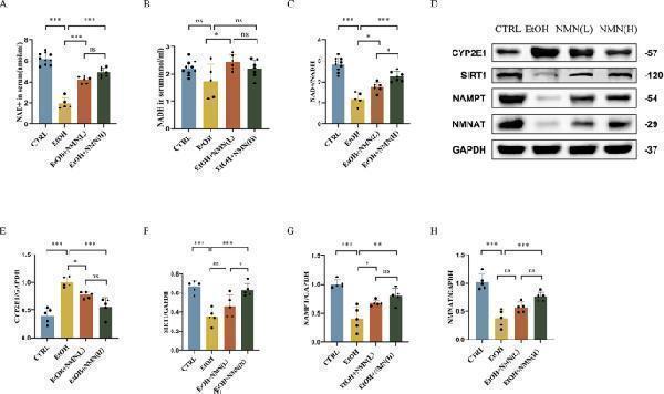 ( A ) Serum NAD + levels