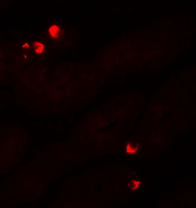 a00673 1 sgk1 primary antibodies if testing 3