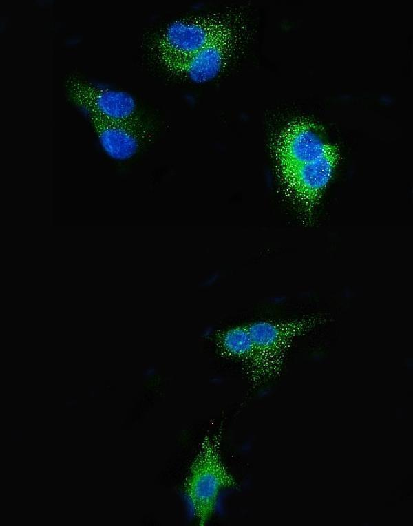 a00673 2 sgk primary antibodies if testing 6