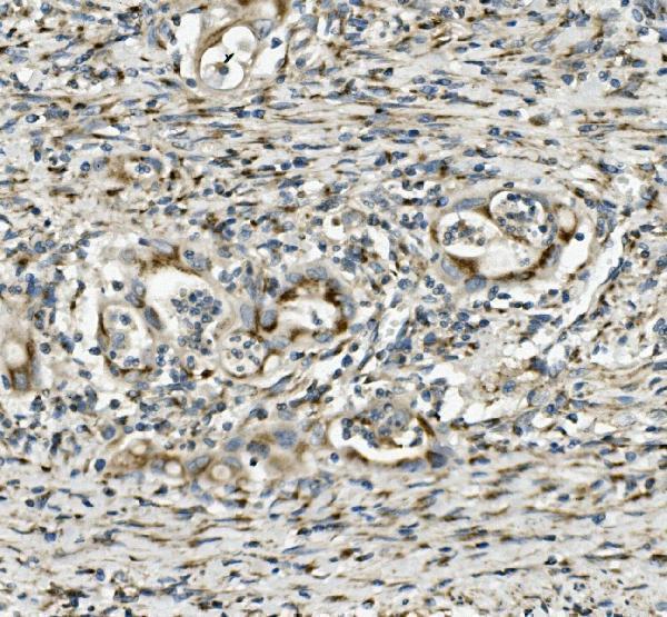 a00673 sgk1 primary antibodies ihc testing 4