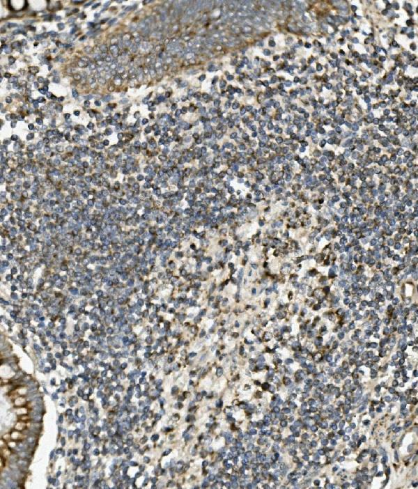 a00673 sgk1 primary antibodies ihc testing 5