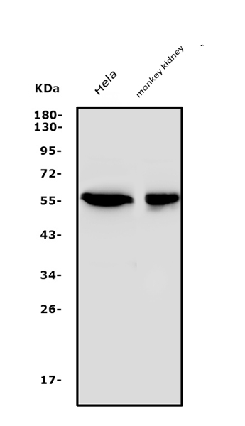 a00673 sgk1 primary antibodies wb testing 3