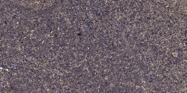 Immunohistochemical analysis of paraffin-embedded human tonsil