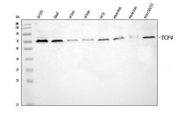 Western blot analysis of TCF4 using anti-TCF4 antibody (A00674-2)