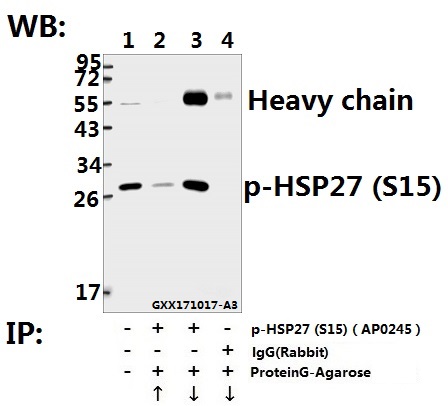 a00676s15 hspb1 primary antiboties ip testing 2
