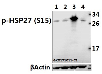 a00676s15 hspb1 primary antiboties wb testing 1