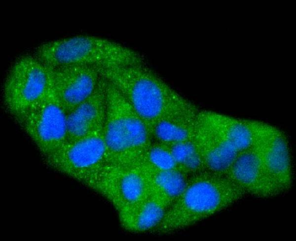 ICC staining Phospho-Hsp27(S78) in Hela cells (green)