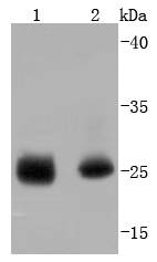 Western blot analysis of Phospho-Hsp27(S78) on different lysates using anti-Phospho-Hsp27(S78) antibody at 1/1,000 dilution