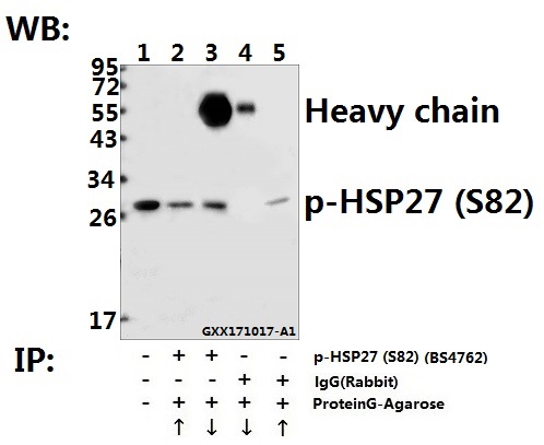 Immunoprecipitation of L02 whole cell lysate using HSP27 (phospho-S82) pAb (Sepharose Bead Conjugate) #BD0047(lane 2 and lane 3) and Nonspecific IgG  Control (Sepharose Bead Conjugate)#BD0047 (lane 4 and lane 5 ) 