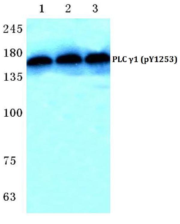 Western blot (WB) analysis of p-PLC γ1 (Y1253) polyclonal antibody at 1:500 dilution
Lane1:MCF-7 cell lysate treated with EGF(0