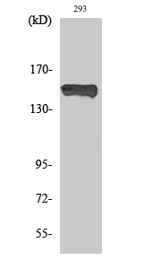 Western Blot analysis of various cells using Phospho-PLC γ1 (Y783) Polyclonal Antibody