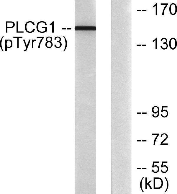 Western blot analysis of lysates from COS7 cells treated with EGF 200ng/ml 30