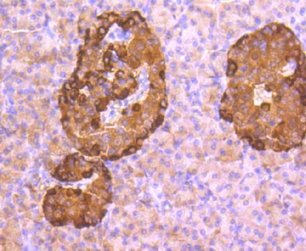 Immunohistochemical analysis of paraffin-embedded human pancreas tissue using anti-Glucagon antibody