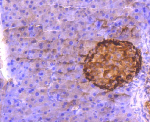 Immunohistochemical analysis of paraffin-embedded mouse pancreas tissue using anti-Glucagon antibody
