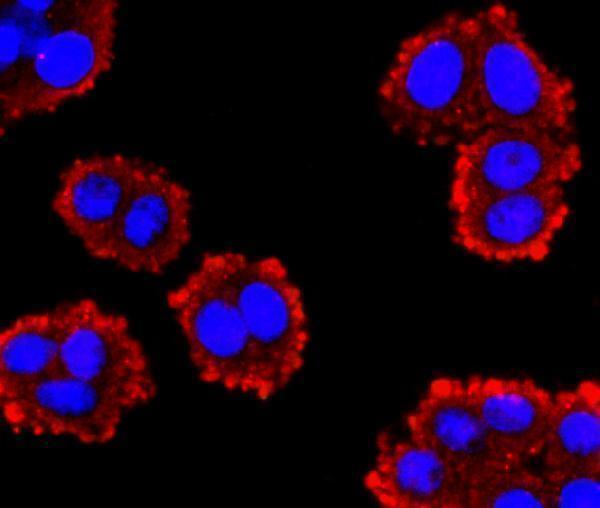 ICC staining GLP1 in SW480 cells (red)